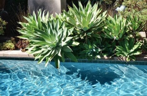 Poolside Landscape Ideas, Plants Around Pool, Tropical Pool Landscaping, Landscaping Around Pool, Pool Plants, Arizona Backyard, Florida Pool, Pool Landscaping Ideas, Natural Swimming Ponds