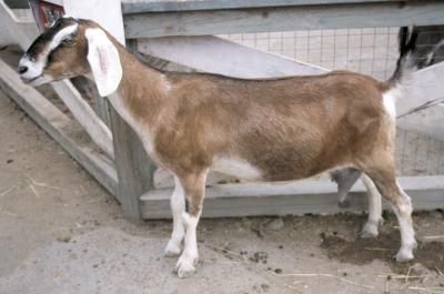 Kids love petting zoos. A mobile petting zoo business can take the animals to the birthday boy or girl, arrive at events, hit the local park and go anywhere there is a need for a petting zoo. A ... Mobile Petting Zoo, Petting Zoo Birthday, Petting Zoo Party, Truck Living, Miniature Ponies, Feeding Goats, Healthy Meats, Cheesy Potato, Zoo Birthday