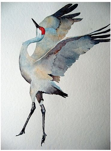 watercolor: sandhill crane | Flickr - Photo Sharing! Watercolour Birds, Sandhill Cranes, Sandhill Crane, Watercolor Birds, Bird Paintings, Herons, Watercolor Ideas, Watercolor Bird, Water Colour