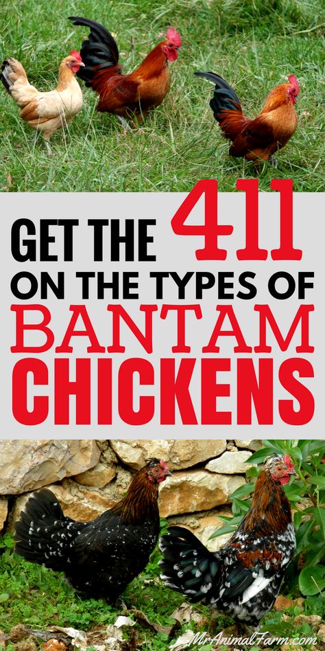 Bantam Chickens. What's the difference between a Bantam chicken and any other chicken? Here's a quick guide to help you figure it out. Bantam Breeds, Bantam Chicken Breeds, Bantam Chicken, Chicken Incubator, Meat Birds, Bantam Chickens, Types Of Chickens, Urban Chickens, Backyard Chicken Farming