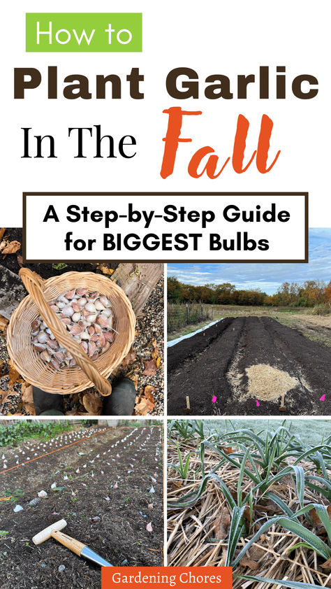 Planting Garlic, fall garlic Fall Planting Guide, How To Plant Garlic, Plant Advice, Garden Planing, Plant Garlic, Planting Garlic, Vegetable Harvest, Landscape Gardening, Ultimate Backyard