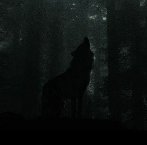 Dark Snowy Forest Aesthetic, Werewolf Dark Aesthetic, Wolf Core Aesthetic, Wolfcore Aesthetic, Wolf Aesthetic Dark, Dark Wolf Aesthetic, Werewolf Aesthetic Male, Werewolf Aesthetic Female, Werewolf Core