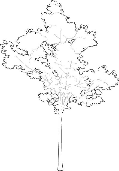 Small maple tree trees Tree Shapes Design, Architecture Trees Drawing, Trees Architecture Drawing, Tree In Architecture, Architectural Trees Drawing, Architecture Tree Sketch, Tree Concept Architecture, Small Tree Drawing, Tree Sketch Architecture