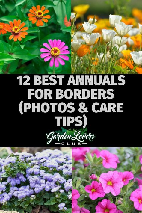 Do you want to create a “frame” for your garden? If so, you need the perfect bordering plants. Colorful annuals are a great option, but which ones are best? If you are wondering the same thing, keep reading. Here you can learn all about the 12 best annuals for borders. Plants For Borders Flower Beds, Annual Borders Flower Beds, Bedding Plants Border, Bordering Plants, Along Fence Ideas, Landscaping Ideas Along Fence, Flowers For Borders, Fence Backyard Landscaping, Annual Garden Beds