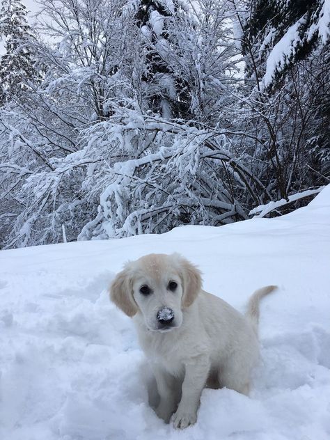 Snow Animals, Adventure Magazine, Winter Puppy, Winter Photos, Winter Love, Snow Dogs, Winter Vibes, Most Beautiful Dresses, Christmas Wonderland