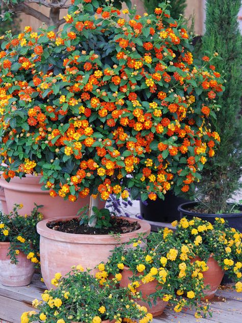 Best Flowers for Balcony Garden Lantana Plant, Lantana Camara, نباتات منزلية, Balcony Flowers, Mosquito Repelling Plants, Balcony Plants, Colorful Plants, House Plants Indoor, Balcony Garden