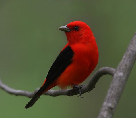 Wild Birds Photography, Birding Journal, Scarlet Tanager, Wooded Area, Backyard Birds, Bird Pictures, Tropical Birds, Red Birds, Pretty Birds