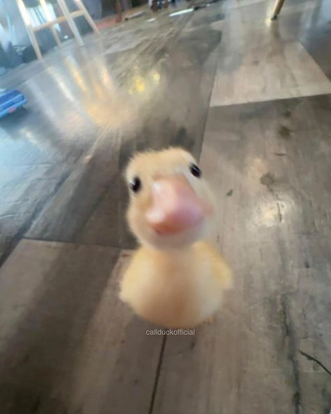 Silly Animal Pictures, Duck Memes, Angry Duck, Cute Ducks, Duck Pictures, Pet Ducks, Cute Ducklings, Funny Duck, Funny Pix