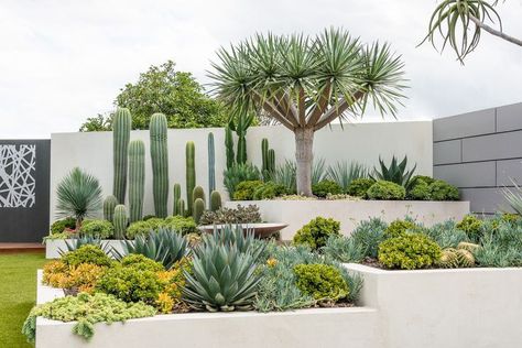 Succulents In Backyard, Cactus Front Garden, Cactus Gardens Modern, Cactus Landscape Design, Modern Cactus Landscaping, Modern Succulent Landscape Design, Succulent Landscape Design Front Yards, Front Yard Modern Landscaping, Cactus Landscaping Front Yards