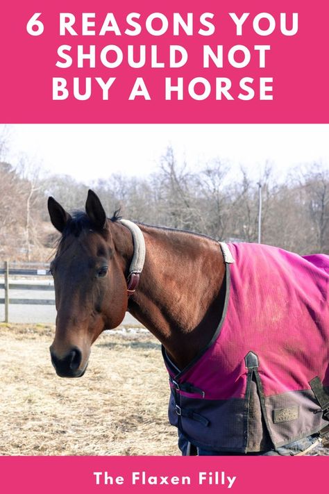 So you love horses, and you've been riding for a while. Logically, you think the next step is to buy a horse. You've been dreaming of owning a horse since you were a kid. But, should you really buy a horse right now? Check out these 6 reasons it might not be the right time to buy your first horse. Stall Cleaning, Buying A Horse, Horse Lifestyle, Owning A Horse, Horse Ownership, Horseback Riding Tips, Buy A Horse, First Horse, Horse Knowledge