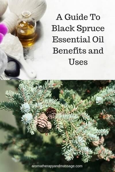 A Guide To Black Spruce Essential Oil and Its Benefits and Uses In Aromatherapy at https://www.aromatherapyandmassage.com/spruce-essential-oil.html Black Spruce Essential Oil, Essential Oils Uses Chart, Spruce Essential Oil, Oil Therapy, Esential Oils, Healthy Life Tips, Essential Oils Uses, Massage Therapy Business, Black Spruce