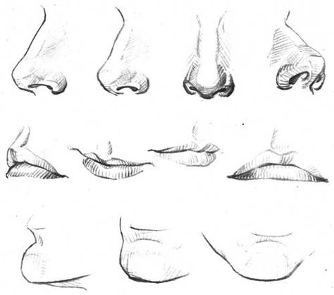 Different angles drawings Nose Studies, Nose Study, Nose Drawing, Some Drawings, 얼굴 그리기, Anatomy Sketches, Lips Drawing, Anatomy Drawing, Different Angles