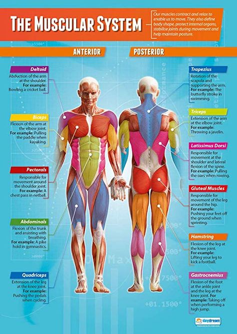 Amazon.com: The Muscular System | PE Posters | Laminated Gloss Paper Measuring 33” x 23.5” | Physical Education Charts for The Classroom | Education Charts by Daydream Education: Health & Personal Care Gcse Pe, Muscular System Anatomy, The Muscular System, Muscle Diagram, Physical Education Lessons, Muscular System, Human Body Anatomy, Human Body Systems, Muscle Anatomy