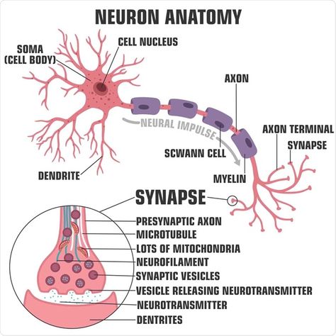 What is the Nervous System? | News-Medical Nervous System Anatomy, Psychology Notes, Study Biology, Basic Anatomy And Physiology, Nurse Study Notes, Biology Facts, Medical Student Study, Nursing School Survival, Brain Anatomy