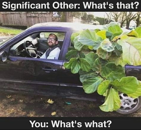 Green Thumb Humor, Plant Humor, Plant Jokes, Garden Humor, Gardening Memes, Horticulture Therapy, Gardening Humor, Plant Mama, Plant People