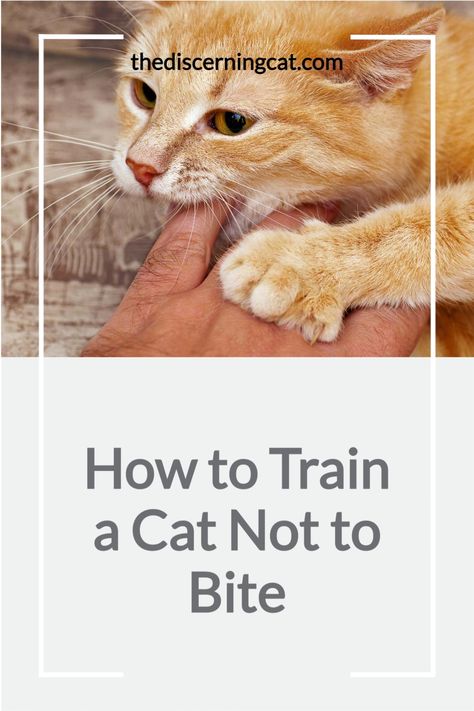 How to train a cat not to bite: The key to training your cat not to bite is understanding why they are trying to bite - find out 6 reasons cats bite and then how to manage that in my post Kitten Biting, Cat Owner Tips, Train A Cat, Fluffy Cat Breeds, Christmas Cat Collar, Cat Biting, Mean Cat, Rare Cats, Cat Houses