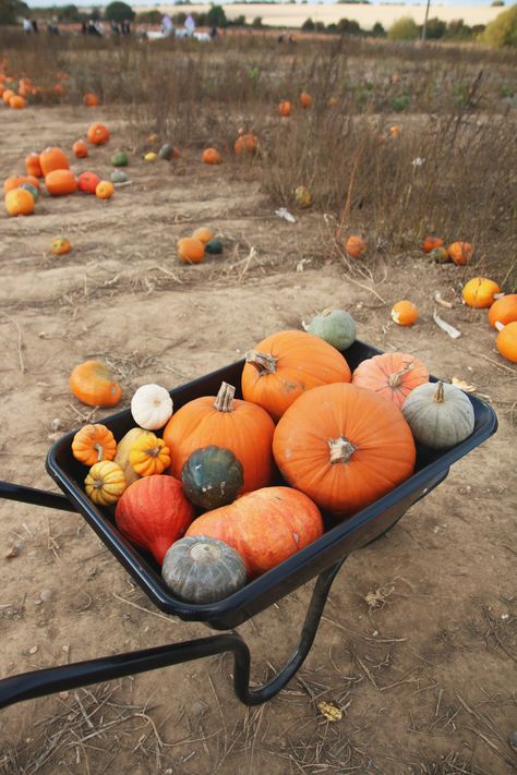 Rag Pumpkins, Pumpkin Picking Aesthetic, Dream Activities, Halloween Playhouse, Spooky Board, Fall Sleepover, Halloween Sketches, Falls Aesthetic, Fall Goals