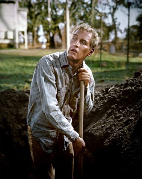 "...you gonna get your mind right." ~ Movie: "Cool Hand Luke" Cool Hand Luke Quotes, Paul Newman Joanne Woodward, Cool Hand Luke, Joanne Woodward, Jean Simmons, Shaker Heights, Billy The Kid, William Faulkner, Tennessee Williams