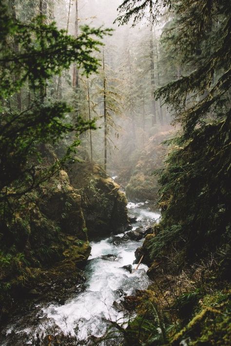 forest-river-mist-woods Olympic National Park, Alam Yang Indah, Nature Aesthetic, Pretty Places, Goa, In The Woods, Nature Pictures, Nature Beauty, Beautiful World