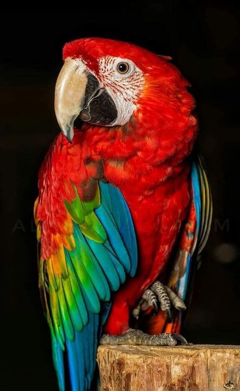 Scarlet Macaw Photography, Parrot Photo, Red Parrot, Hand Art Kids, Birds Photography Nature, Anatomy Sculpture, Parrots Art, A Level Art Sketchbook, Macaw Parrot