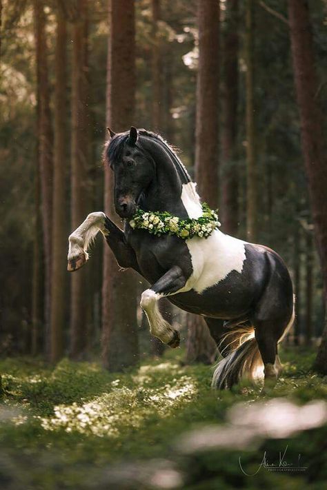 Steigendes Pferd im Wald. Ich liebe Schecken. Wer hat einen Barockpinto und hätte gerne solche Fotos. Schreibt mir doch, ich freue mich auf Euch. Cheval Pie, Miniature Horses, Fantasy Horses, Most Beautiful Animals, Majestic Horse, I Love Horses, All The Pretty Horses, Beautiful Horse, Draft Horses