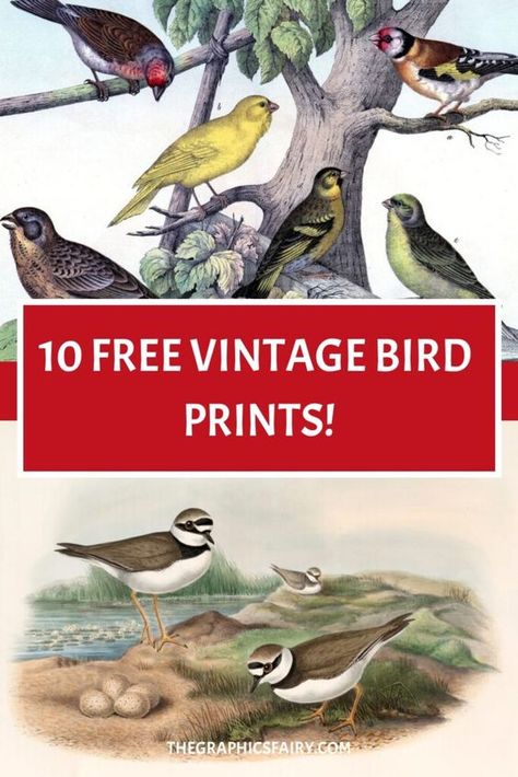 Grab these Free Vintage Bird Prints to use in your Junk Journals, Arts & Crafts, Decoupage, or perfect for DIY Wall Decor for your home! These free printable art pieces are all Antique Natural History Prints. Vintage Paper Printable Free, Bird Printables, Vintage Bird Prints, Graphic Fairy, Eggs Image, Vintage Paper Printable, Vintage Bird Illustration, Bird Images, The Graphics Fairy