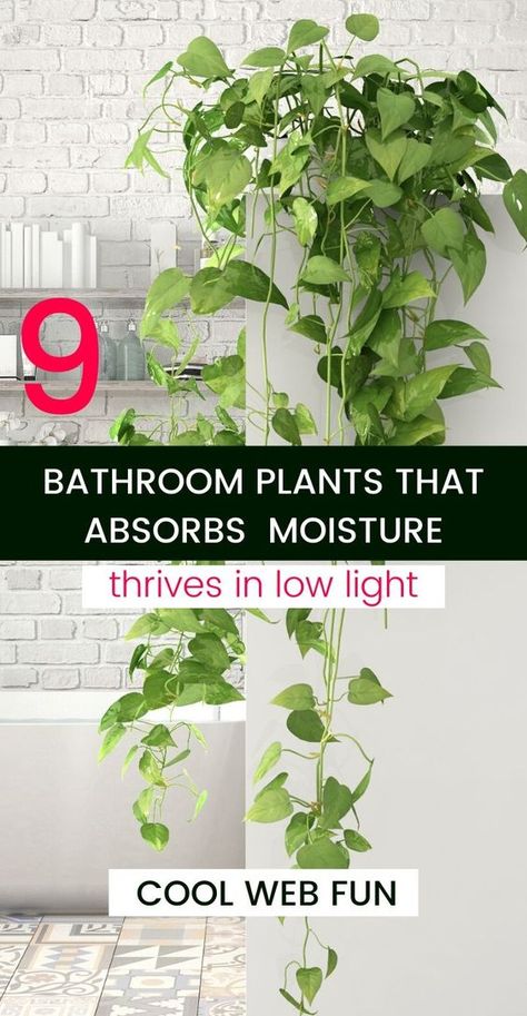 Indoor Plants For Bathroom, Indoor Plants Bathroom, Low Light Houseplants, Bathroom Plants Decor, Best Bathroom Plants, Plants Bathroom, Best Houseplants, Houseplants Low Light, Household Plants