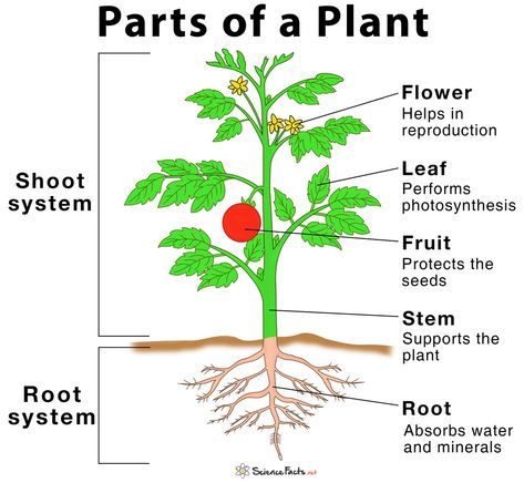 Main Parts of a Plant, Their Functions, Structure, Diagram Plant Diagram, Plants Worksheets, Planting For Kids, Plant Structure, Parts Of A Flower, Structure And Function, Plant Cell, Plant Science, Plant Information