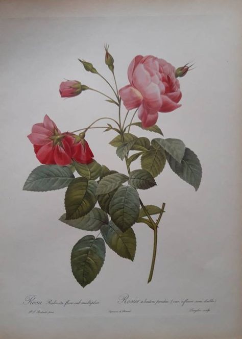 Redoute Roses, Art Bin, Rosa Damascena, Damask Rose, Vintage Botanical Prints, Hand Embroidery Flowers, Antique Illustration, Botanical Illustrations, Fruit Painting