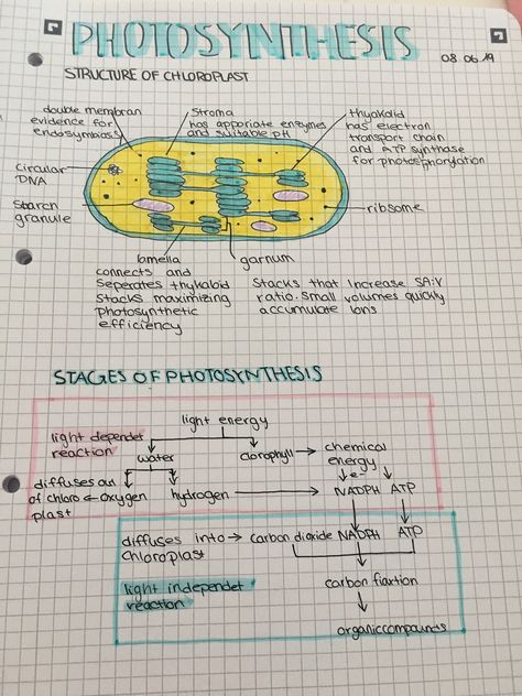 Science Notes Photosynthesis, Aesthetic Photosynthesis Notes, Biology Revision Gcse Photosynthesis, Biology Notes Aesthetic Photosynthesis, Ap Bio Photosynthesis Notes, Notes On Photosynthesis, Photosynthesis Notes Biology, Gcse Biology Paper 1 Revision, Gcse Biology Revision Notes Edexcel