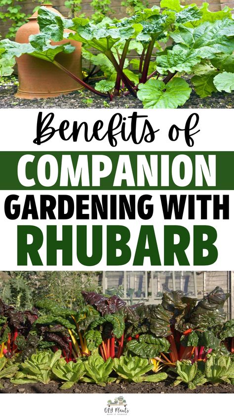 Benefits Of Companion Gardening With Rhubarb Green Bug, Companion Gardening, Companion Plants, Insect Pest, Slug, Companion Planting, Rhubarb, Beautiful Gardens, Gardening Tips