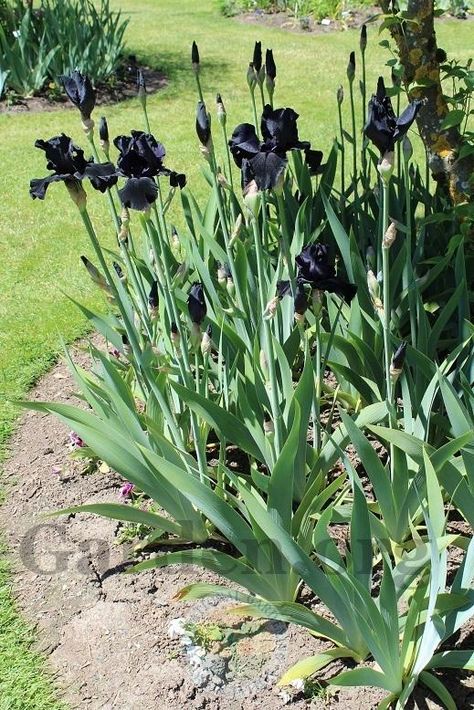 Black Bearded Iris, Hill Landscape Ideas, Black Irises, Front Garden Planting, Summer Snowflake, Himalayan Blue Poppy, Spooky Garden, Dark Plants, Greens Garden