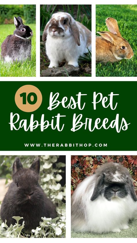 Breeds Of Rabbits, Pet Rabbits, Pet Bunny Rabbits, Rabbit Breeds, Demon Slayer Oc, Pet Bunny, Pet Rabbit, Bunny Rabbits, Pet Stuff