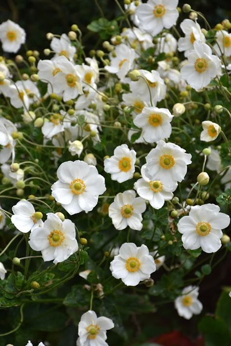 Japanese Anemone, Buttercup Flower, Floral Aesthetic, Anemone Flower, Landscaping Supplies, Moon Garden, Herbaceous Perennials, White Garden, Low Maintenance Plants