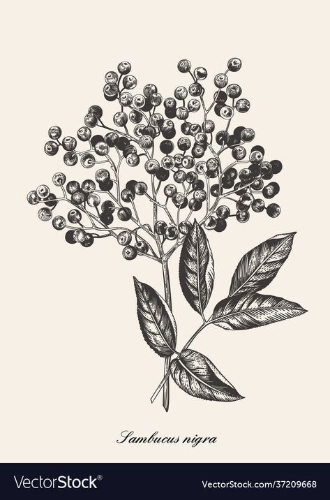 Elderberry Drawing, Botanical Illustration Black And White, Elderberry Bush, Botanical Vector, Illustration Black And White, Branch Vector, Food Illustration, Food Illustrations, Book Of Shadows