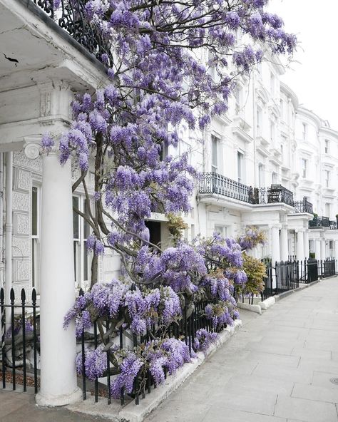 Lavender Aesthetic, Lavender Haze, Notting Hill, Bougainvillea, Purple Aesthetic, Wisteria, London England, Purple Flowers, In London