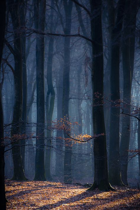 José Gieskes Autumn Blue, Scenic Travel, Forest Trees, Forest Floor, Tree Forest, On The Ground, Dark Forest, Magical Places, Beautiful Tree