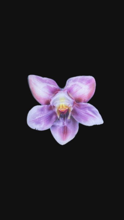 iphone wallpaper with a black background and a blooming orchid in the center Wildflower Case Wallpaper, Orchid Wallpaper Iphone, Case Wallpaper, Orchid Wallpaper, Wildflower Cases, Cute Desktop Wallpaper, Iphone Background, Phone Wallpapers, Desktop Wallpaper