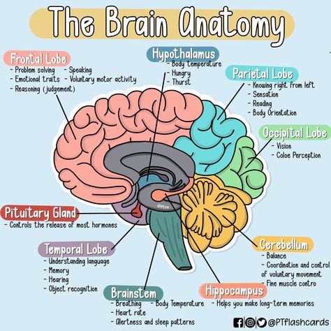 Nervous System Projects, Human Brain Diagram, Functions Of The Brain, Brain Anatomy And Function, Med Notes, Nervous System Anatomy, Brain Diagram, Anatomy Flashcards, Learning Psychology