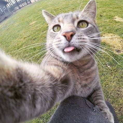 Cat And Dog Selfie, Cat Taking Selfie, Animal Selfie, Selfie Cat, Cat Expressions, Taking Selfie, Funny Cat Photos, Silly Dogs, Cat Photos