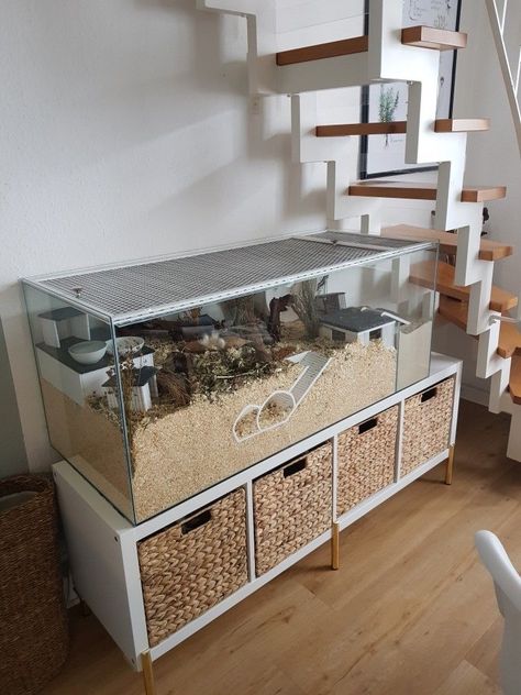 Big Hamster Enclosure, Rodent Cage Ideas, Hedgehog Pet Cage Ideas, Aquarium Hamster Cage, Diy Hamster Cage Homemade, Hamster Cage Inspiration, Cute Hamster Cage Ideas, 40 Gallon Hamster Tank, Hamster Cages Ideas