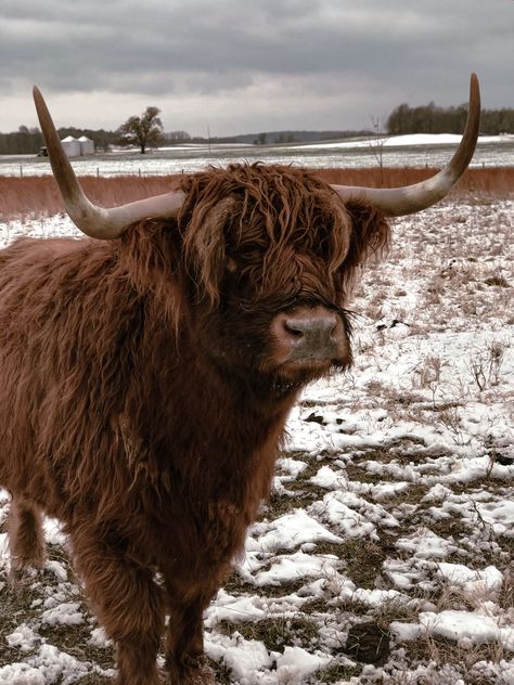 #longhorn #cow #cows #cowgirl #western #southern #aesthetic #cowgirlfashion #cowboy #wrangler #westernoutfit #mountains Highland Cattle Aesthetic, Long Horn Aesthetic, Ox Aesthetic, Livestock Aesthetic, Highland Cow Aesthetic, Hyland Cows, Texas University Longhorns, Cows Aesthetic, God Of Wind