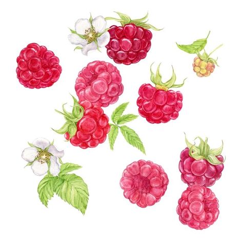 Premium Photo | Photo falling juicy ripe raspberries with green leaves on a white background watercolor illustration Raspberry Illustration Design, Raspberry Watercolor, Hobbit Drawing, Raspberry Drawing, Raspberry Illustration, Raspberry Images, Berries Illustration, Menu Watercolor, Berry Watercolor