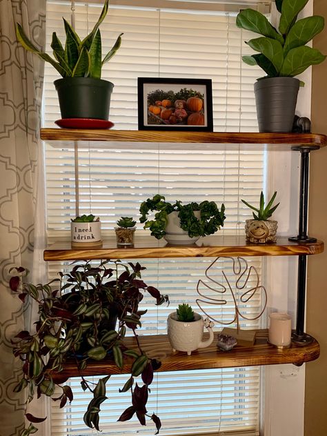 Shelves In Front Of Window, Window Shelves For Plants, Cat Safe House Plants, Black Pipe Shelf, Window Sill Shelf, Safe House Plants, Industrial Pipe Shelf, Window Plant Shelf, Indoor Plant Shelves