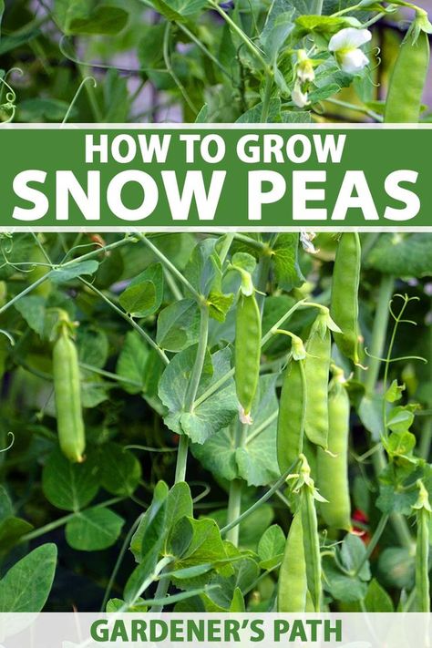 A close up vertical image of snow peas growing in the garden trained up a trellis. To the top and bottom of the frame is green and white printed text. How To Grow Peas, Grow Peas, Garden Peas, Growing Peas, How To Grow Vegetables, English Peas, Spring Instagram, Easy Vegetables To Grow, Beginner Gardening