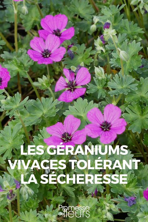 geraniums vivaces tolerant a la secheresse Decor Garden Ideas, Geranium Macrorrhizum, Geranium Rozanne, Garden Aesthetic, Container Garden, Ideas Garden, Geraniums, Container Gardening, Garden Ideas