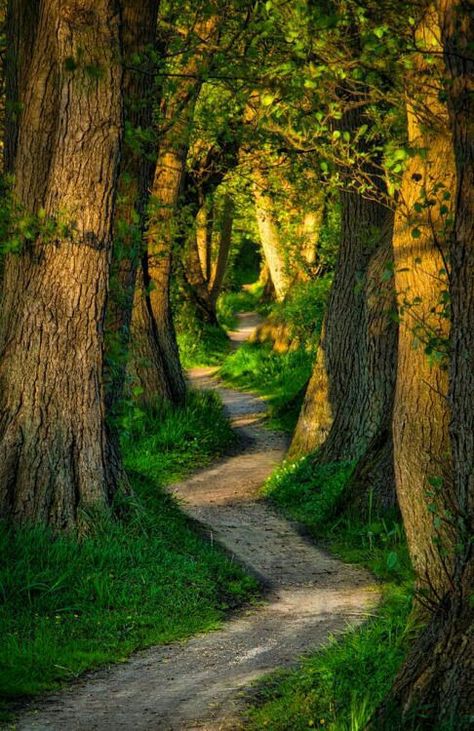 Image Nature, Forest Path, Dirt Road, Alam Yang Indah, Beautiful Tree, Green Grass, Beautiful Soul, Landscaping Ideas, Oahu