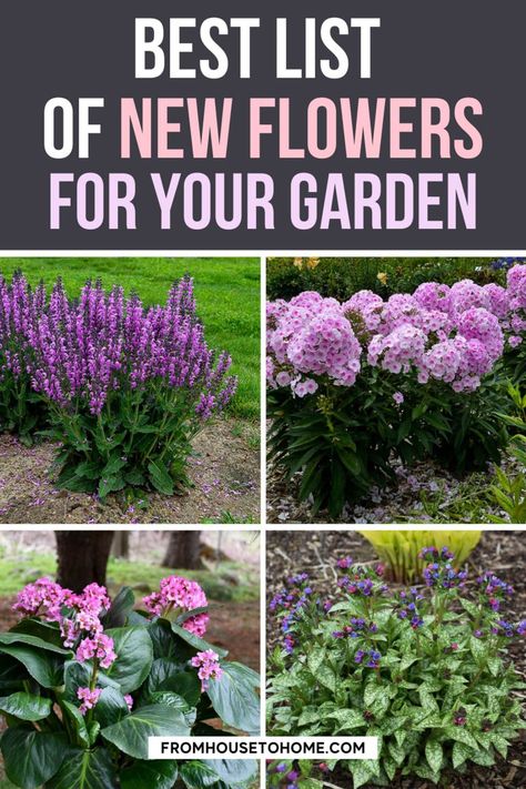 I have some serious garden plants goals, so this list of the best new perennials for 2021 with perennials that grow in shade and full sun perennials is coming in super handy. Definitely read these if you need some new sensational perennial flowers for your garden. | Gardening Phlox Flower Perennial Plant, Sun Hydrangea, Full Sun Hydrangea, Flowering Shrubs For Shade, Phlox Flower, Shrubs For Shade, Phlox Plant, Yarrow Plant, Spring Perennials