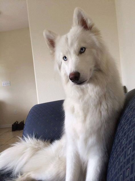 Beautiful white Siberian Husky White Dog, Siberian Husky, Husky, Dogs, Anime, Blue, White