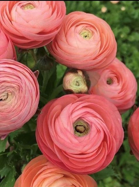 Renuculas Tattoo, Ranaculas Flower, Ranuculas Flowers, Rinoculous Flowers, Renuculas Flower, Ranaculas Bouquet, Runuculous Flower, Ranaculus Flowers, Apricot Ranunculus